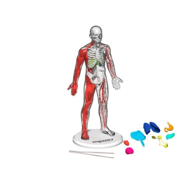 Discovery Mindblown 3d Human Anatomy Kit